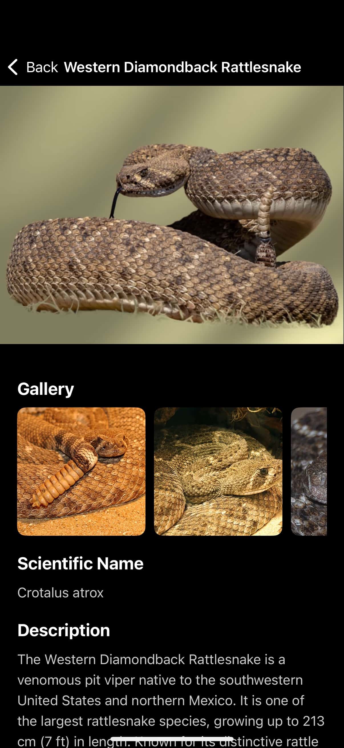 Snake ID App - Species Details